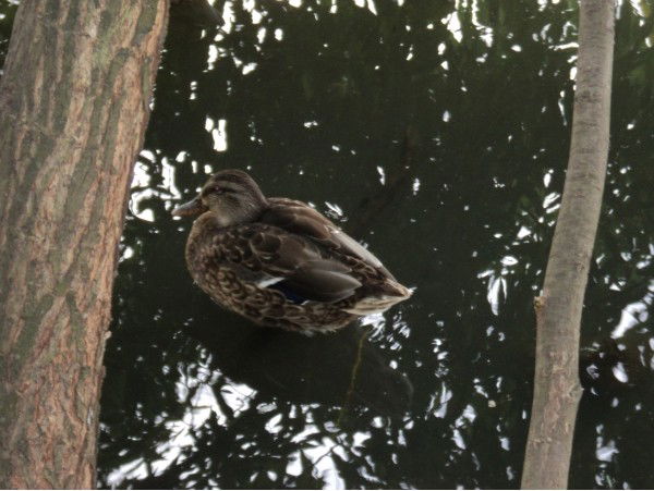 Юлия Светлова