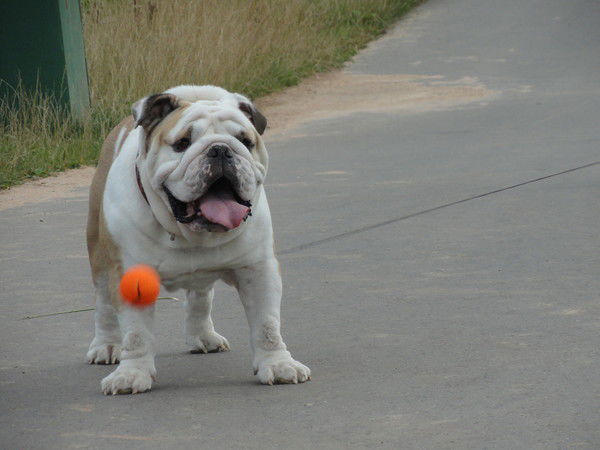 Светлана Дробышева