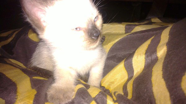 Ахметзянова Анастасия