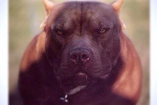 Джек Николс