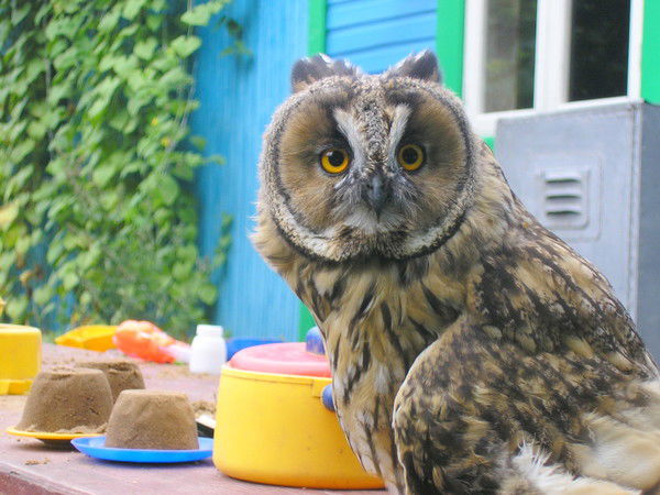 Юрий Волков