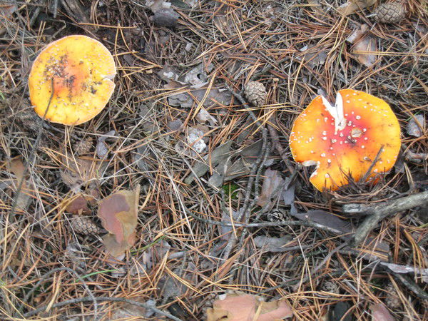 Татьяна Панина