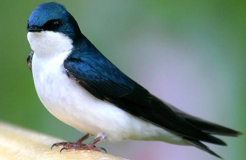 Доктор Хаус