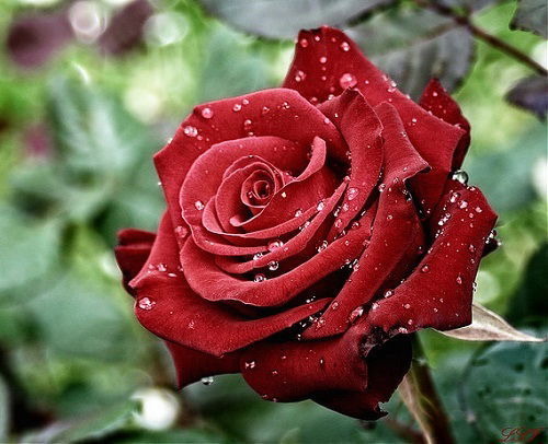 Махбуба Ходжаева