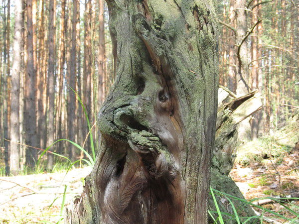 Мистер Х-Зф