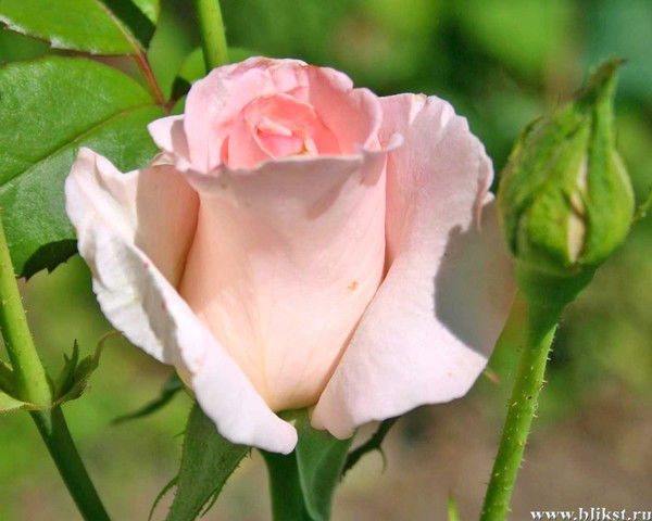 Галина Дерябина