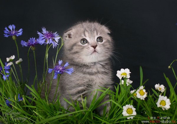 Колизей Колизей