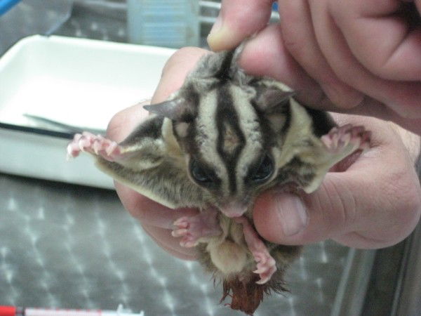 Наталья Шабурова