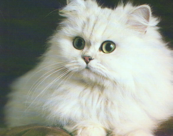 Галина Денисова