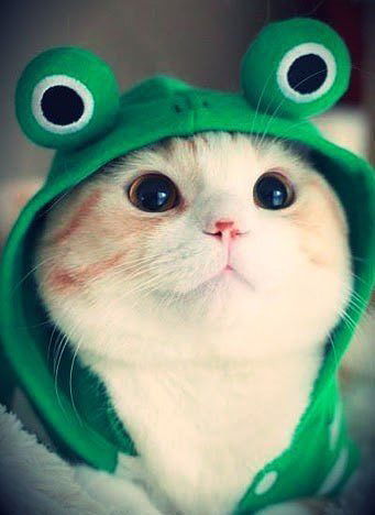 Лена Чепеленко