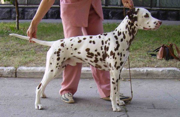 Лена Орлова