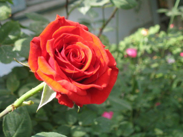 Елена Бердиева