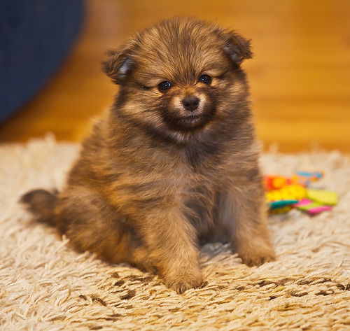 Игорь Сафонов