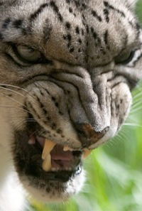 Яночка Турло