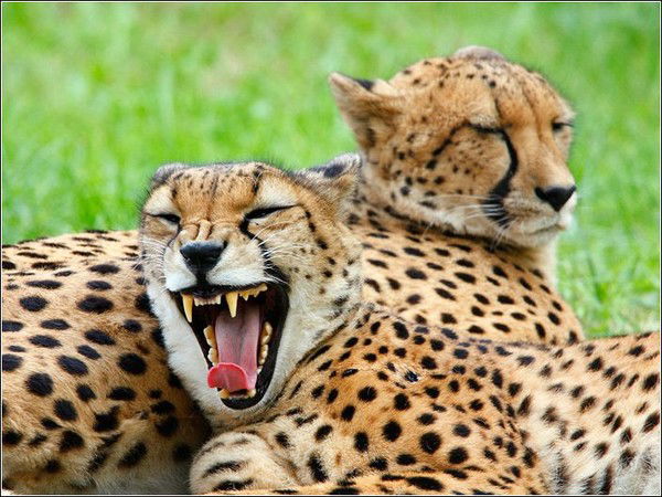 Владимир Козеньков