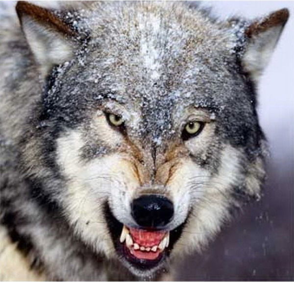 Олег Шмаков