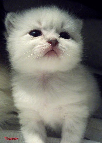 Вероника Стукалова