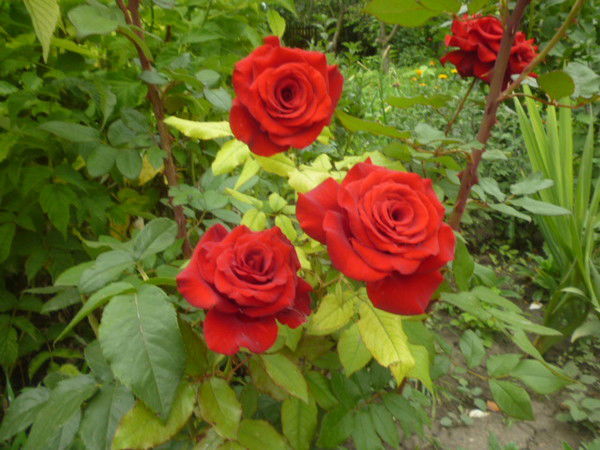 Алла Сморжевская