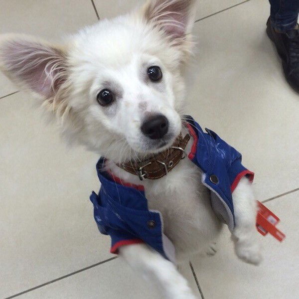 Алексей Жир