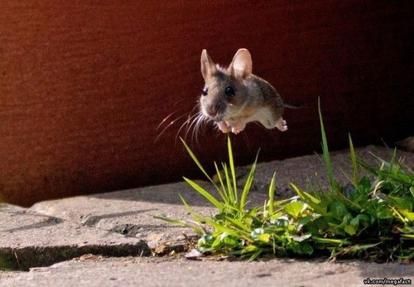 Денис Кольцов