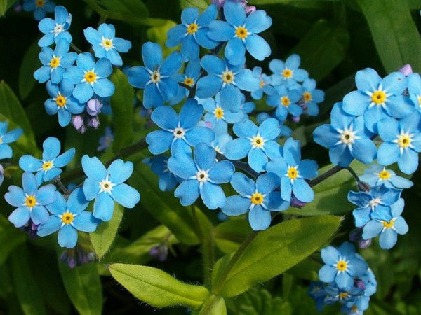 Наиля Платонова