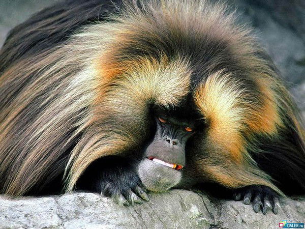 Владимир Ломаев