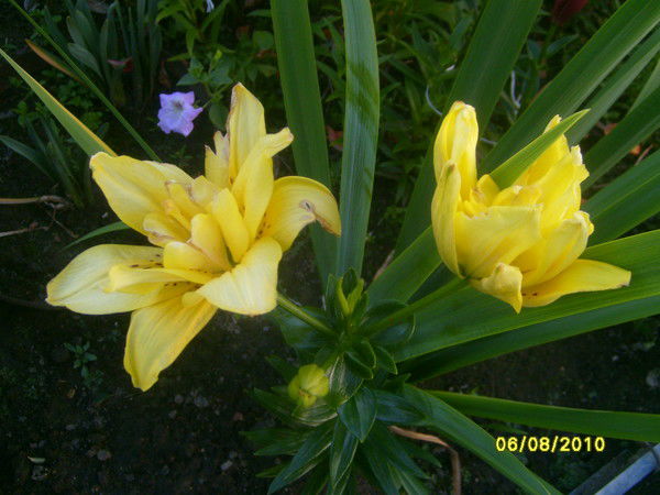 Галина Митяшова