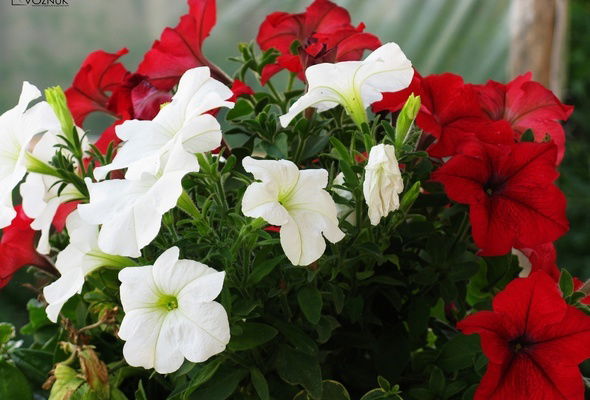 Лаззат Нсанова