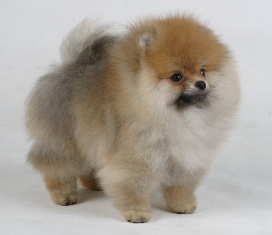 Елена Покшина