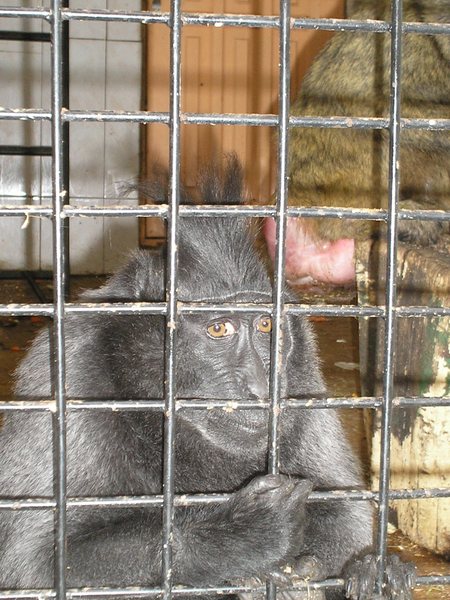 Сергей Евграфов