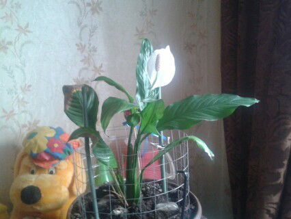 Райский Цветок Flover