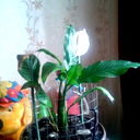 Райский Цветок Flover
