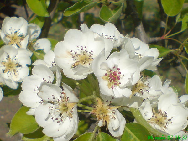 Светлана Якушева