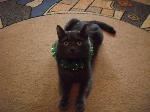 •пушистая Нежность•