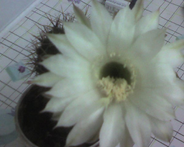 Любовь Степанова