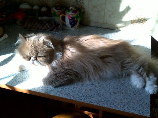 Виктория Абрамян