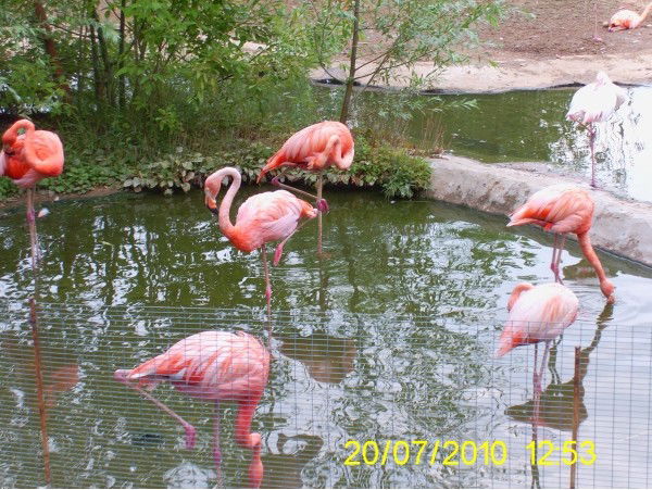 Фаина Чернышева