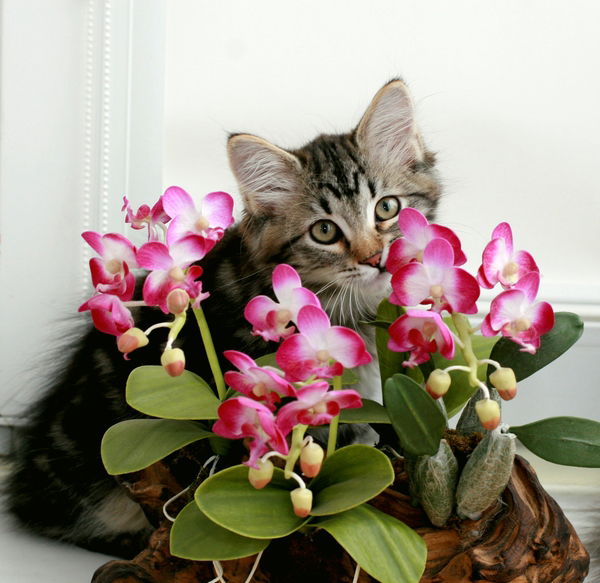 Лена Никифорова