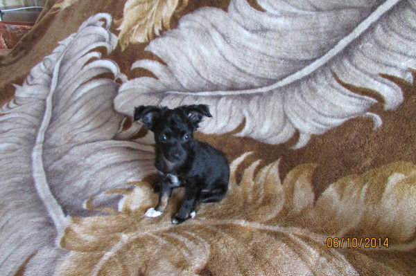 Нина Шеверденкина