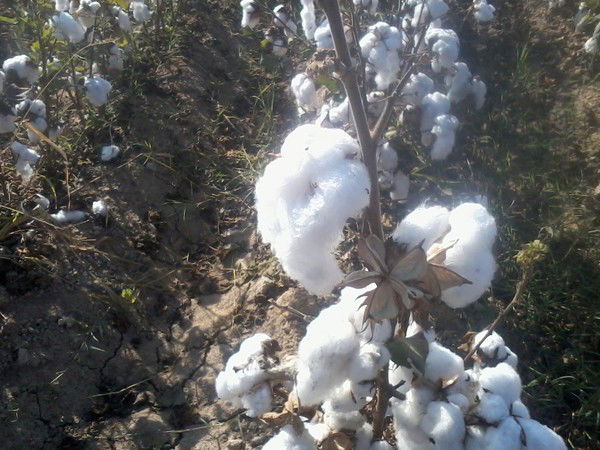 Сарсенкуль Исламовна