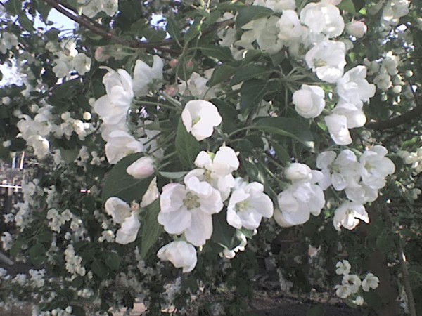 Лилия Салихова