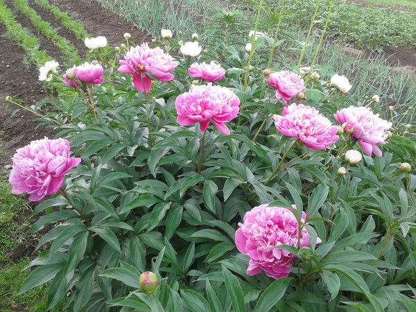 Любовь Волкова