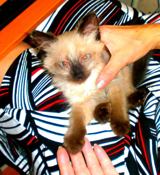 Володя Коченгин