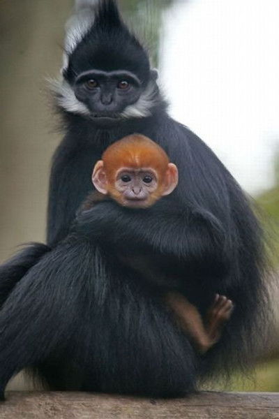 Ирина Ивахненко