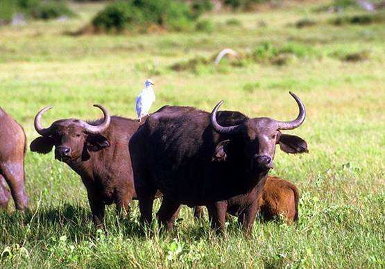 Сергей Шкадюк