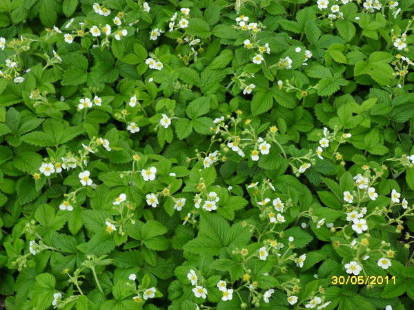 Виктория Владимировна