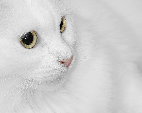 Ирина Штроо