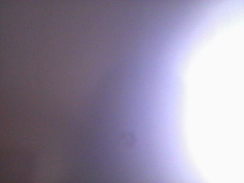 Лена Палехина