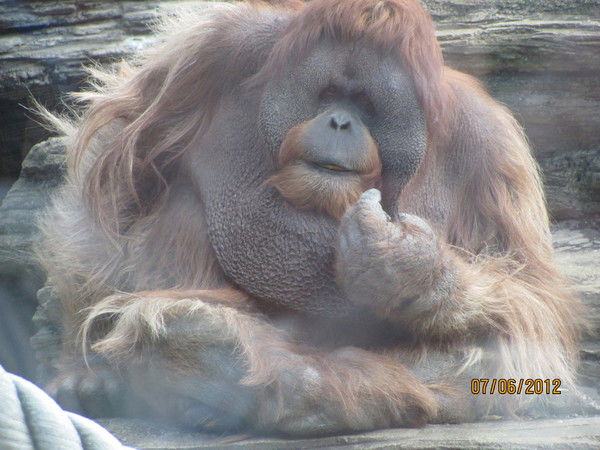 Марус Роман