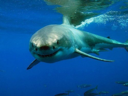 Ольга Рыженкова